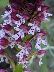 Neotinea ustulata ustulata
