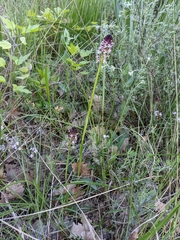 Neotinea ustulata ustulata