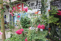 Lagerstroemia indica