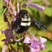 Double-banded Carpenter Bee - Photo (c) gerritvede, some rights reserved (CC BY-NC), uploaded by gerritvede
