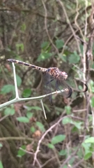 Dythemis fugax