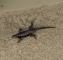 Sceloporus uniformis