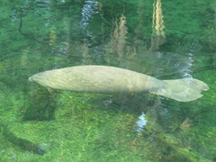 Trichechus manatus latirostris