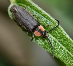 Silinae