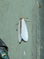 Agylla separata