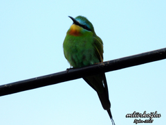 Merops persicus