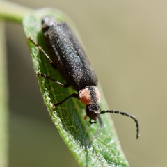 Silinae
