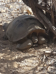 Chelonoidis niger chathamensis