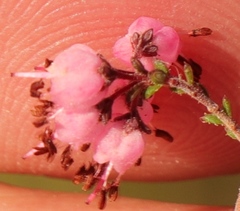 Erica brachycentra