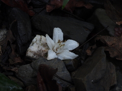 Alniphyllum pterospermum