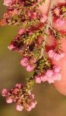 Erica brachycentra