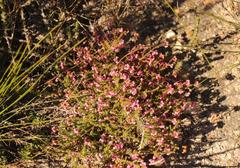Erica brachycentra