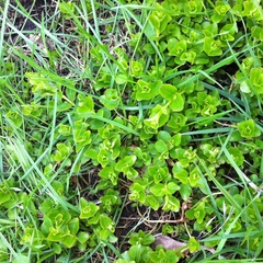 Lysimachia nummularia