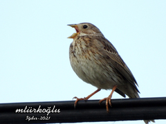 Emberiza calandra