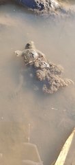 Bufo bufo