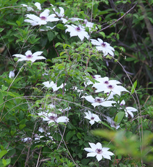 Clematis patens