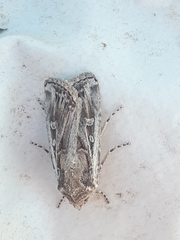 Euxoa oranaria