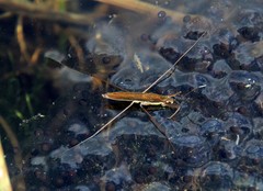Limnoporus rufoscutellatus