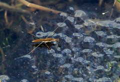 Limnoporus rufoscutellatus