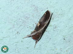 Hemiceras gortynoides