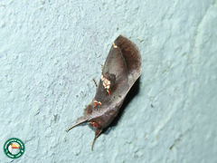 Hemiceras gortynoides