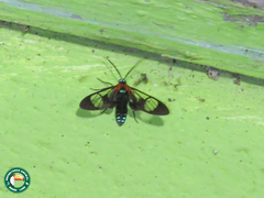 Cosmosoma anoxanthia