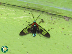 Cosmosoma anoxanthia