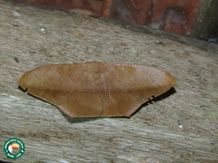 Prochoerodes striata