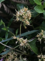 Oligactis sessiliflora