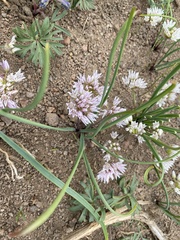 Allium brandegeei