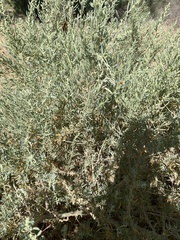Atriplex canescens