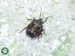 Schaefferella incisa