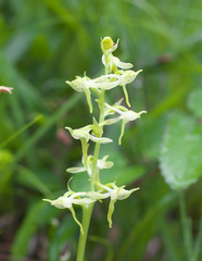 Platanthera oreades