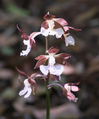 Calanthe discolor