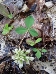 Trifolium calcaricum