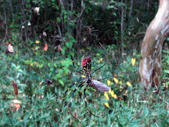 Trichonephila clavata