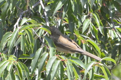 Turdus assimilis