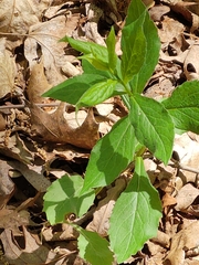 Hybanthus concolor
