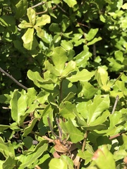 Quercus minima