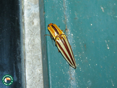 Semiotus serraticornis