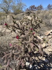 Cylindropuntia thurberi versicolor