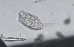 Colurella
