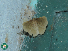 Oxidercia punctularis