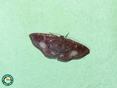 Semaeopus deflexa
