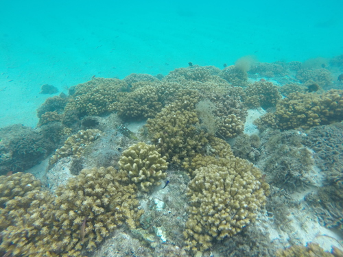 Pocillopora elegans observed 2017-04-12