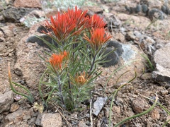 Castilleja covilleana