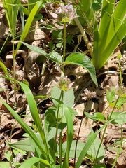 Monarda bradburiana