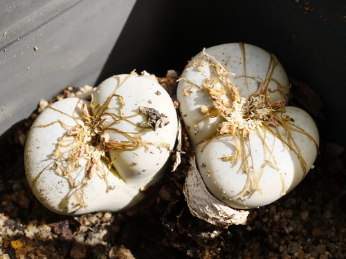 Lithops volkii Schwantes in H.Jacobsen