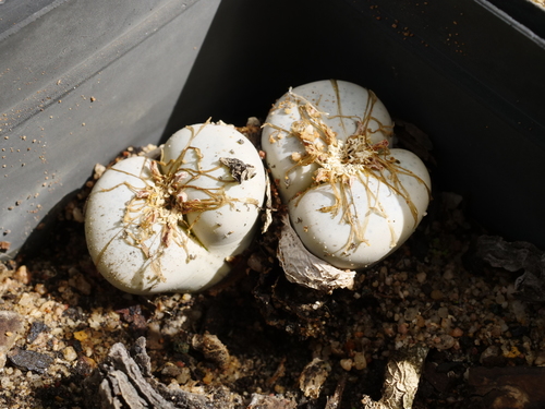 Lithops volkii Schwantes in H.Jacobsen 2