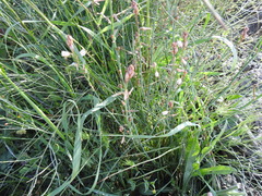 Asphodelus fistulosus